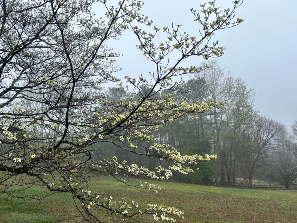 White Flowers on a tree with a misty gray forest in the bacground